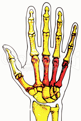 Hand Skeleton/ Die Knochen der Hand