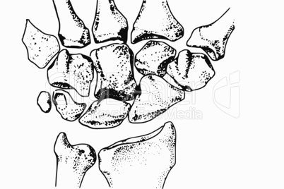 bones of the hand