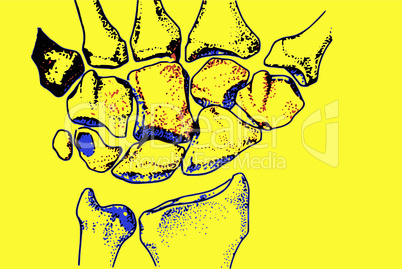 Knochen der Hand/ Bones of the hand