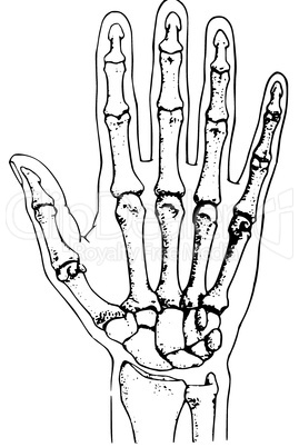 Handskelett/ bones of a human hand