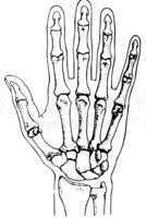 Handskelett/ bones of a human hand