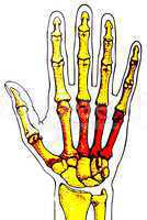 Handskelett des Menschen/ Boneshand