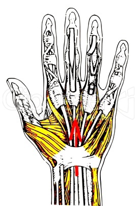 Anatomie Hand/ human hands