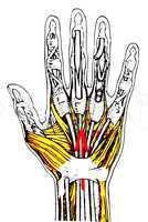 Anatomie Hand/ human hands