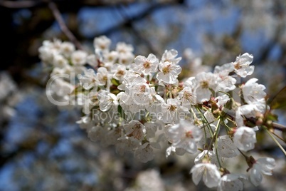 Kirschblüten