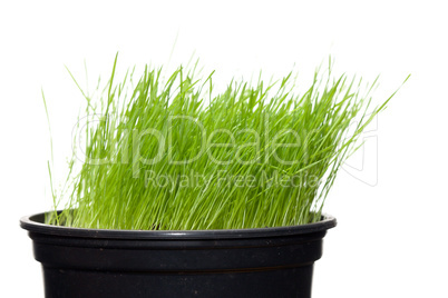 Long green grass growing in flowerpot
