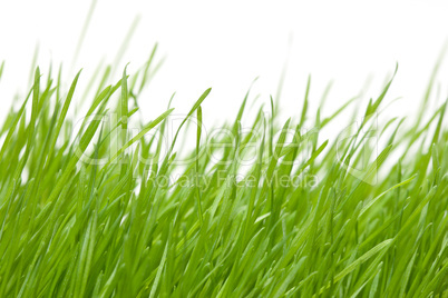 Fresh green grass isolated