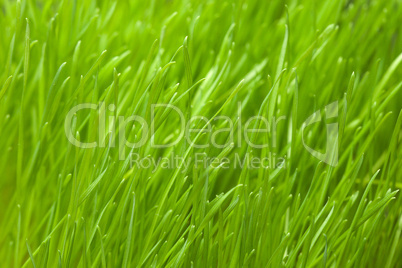 fresh green lawn or grass