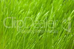 fresh green lawn or grass