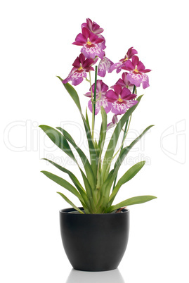 Pink orchid in a pot