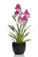 Pink orchid in a pot
