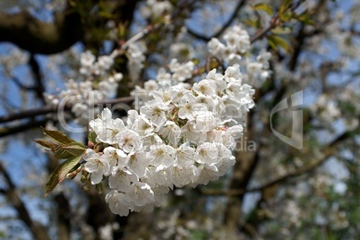 Kirschblüten