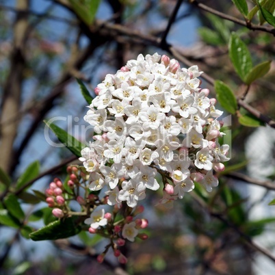 Frühlingsbeginn