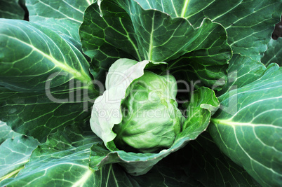 Cabbage