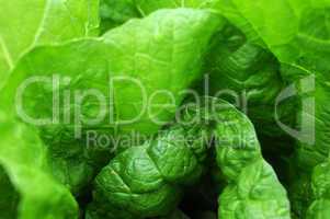 Celery cabbage