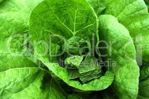 Celery cabbage