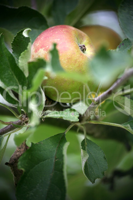 Extertaler Apfel