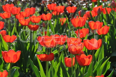 Rote Tulpen