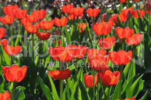 Rote Tulpen