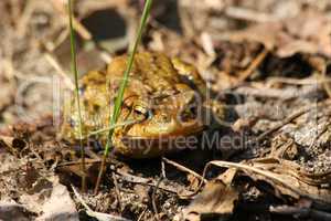 Erdköete (Bufo bufo) / Common toad (Bufo bufo)