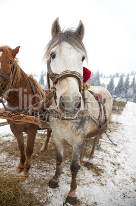 Horses in winter