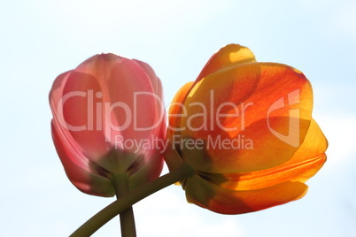 tulpen