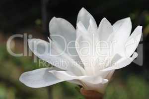 magnolia II