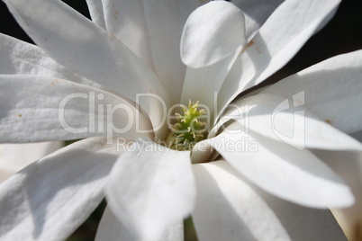 magnolia III
