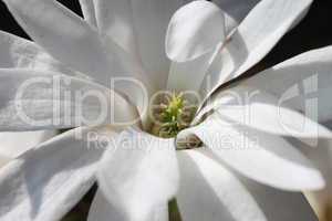 magnolia III