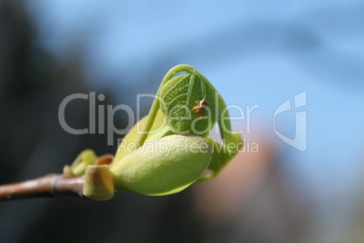 tulpenbaum knospe