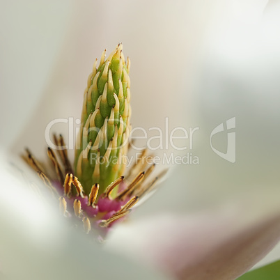 magnolia 26