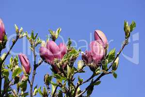 magnolia 44