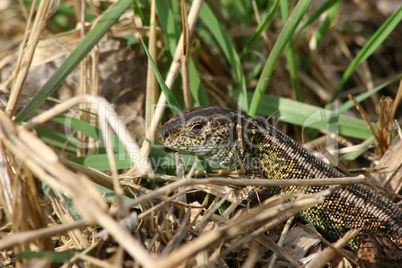 Zauneidechse (Lacerta agilis) /  Sand Lizard (Lacerta agilis)