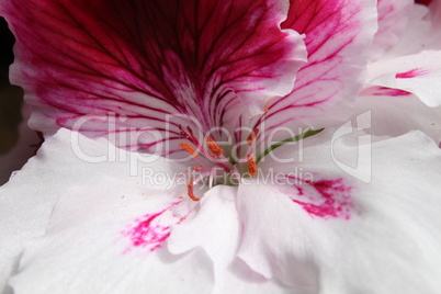 edelpelargonie