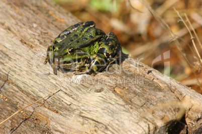 Teichfrosch (Pelophylax "esculentus") / Edible Frog (Pelophylax