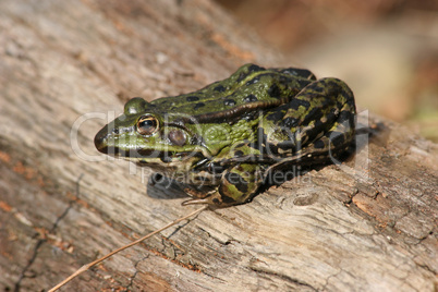 Teichfrosch (Pelophylax "esculentus") / Edible Frog (Pelophylax