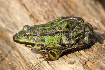 Teichfrosch (Pelophylax "esculentus") / Edible Frog (Pelophylax