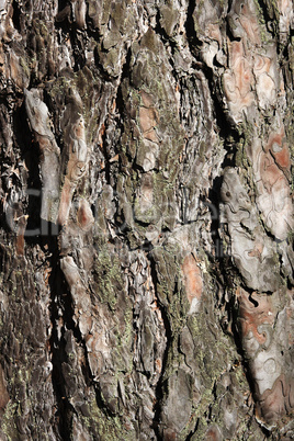 texture Pine bark of tree