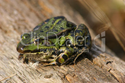 Teichfrosch (Pelophylax "esculentus") / Edible Frog (Pelophylax