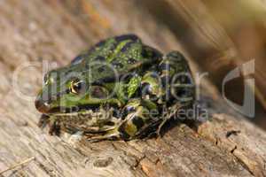 Teichfrosch (Pelophylax "esculentus") / Edible Frog (Pelophylax