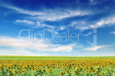 sunflower field