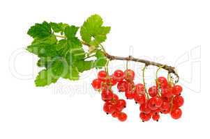 red currant