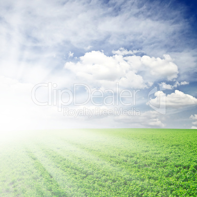 field and sun