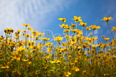 Blumen auf Sommerwiese