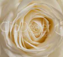 Pastelfarbene Rose