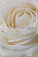 Pastelfarbene Rose mit Tautropfen