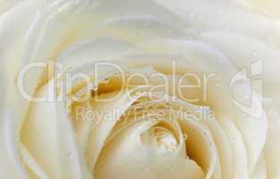 Pastelfarbene Rose mit Tautropfen