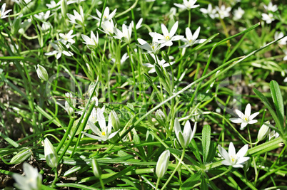 white flowers