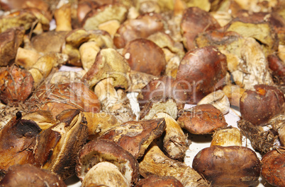 Texture of Polish mushroom (Xerocomus badius)