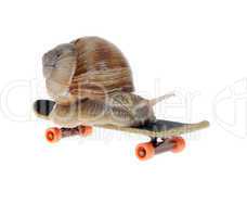 Snail on a  skateboard